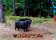 开云体育平台APP-关于实力对比暗藏玄机，新赛季火药味十足的信息