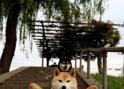 开云体育在线-布伦森关键先生本色尽显，湖人团队篮球完胜独行侠