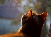 开云体育下载-小贾伦关键进球定乾坤，灰熊客场险胜深圳，跨文化篮球对决见证成长