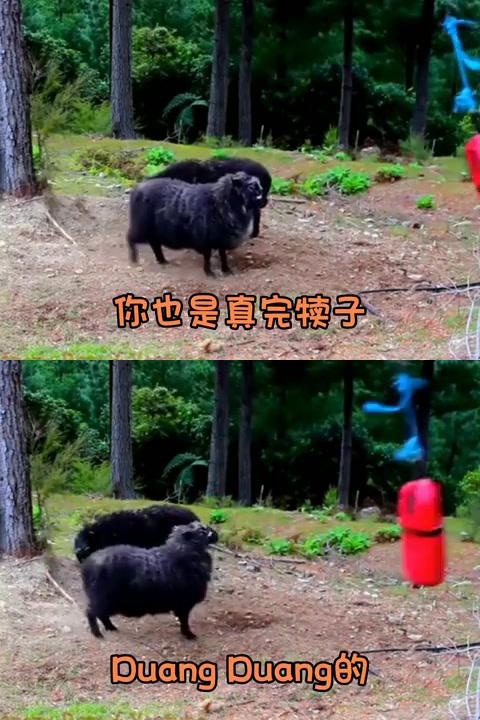 关于实力对比暗藏玄机,新赛季火药味十足的信息 关于实力对比暗藏玄机,新赛季火药味十足的信息