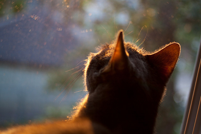 小贾伦关键进球定乾坤，灰熊客场险胜深圳，跨文化篮球对决见证成长