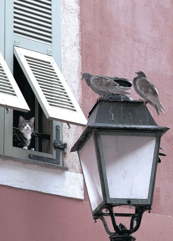 森林狼斩落老鹰，英格拉姆在东决关键战接管比赛